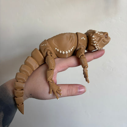 Fidget - Bernard the Bearded Dragon!